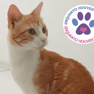 Ajude o Serafim a ter um final feliz para sua história.