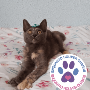 Cremosa, bela e espoleta. ( ADOTADA!!! )