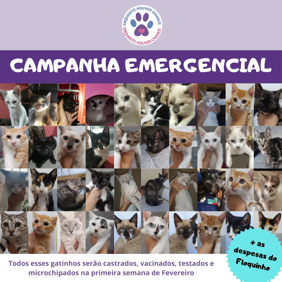 campanha emergencial para castracao