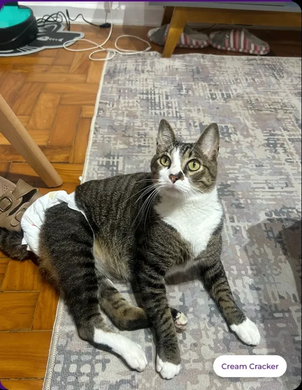 Cream Cracker area um pouco sobre nós homepage Enquanto Houver Chance 2026